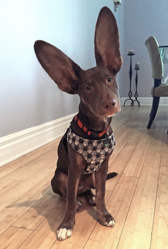 cute news tier mit grossen ohren hund

https://www.reddit.com/r/aww/comments/4cl82g/comment/d1ka44j/