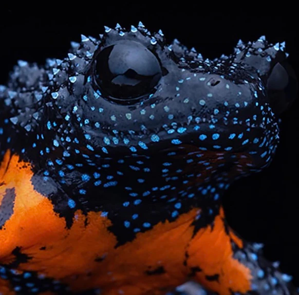 La grenouille galaxie