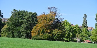 A Genève, des arbres sont mystérieusement apparus dans un parc