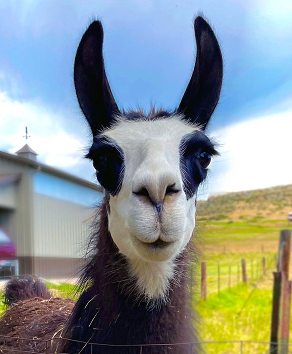 cute news tier llama

https://www.reddit.com/r/Eyebleach/comments/15dxozc/not_your_traditional_aww_but_my_neighbors_llama/