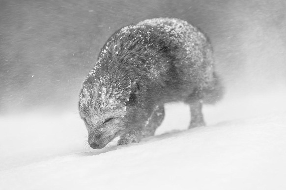 World Nature Photography Awards 2021: Black and White, 1. Platz, Vince Burton, UK. Rare blue morph arctic fox, Iceland.
