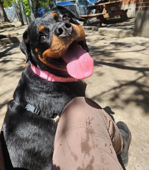 Hund Rottweiler
