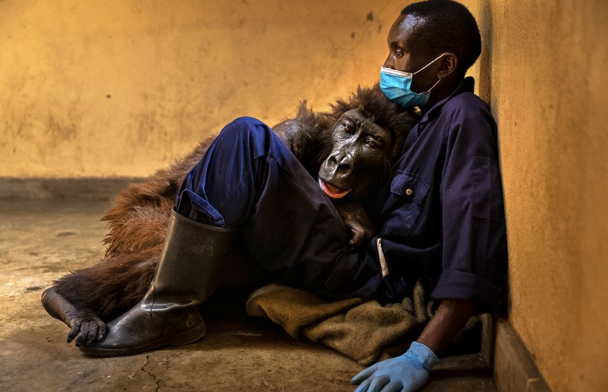 Cette photo montre le seul gorille de montagne sauvé, Ndakasi, dont la famille a été tuée par une mafia du charbon de bois dans le parc national des Virunga en République démocratique du Congo.