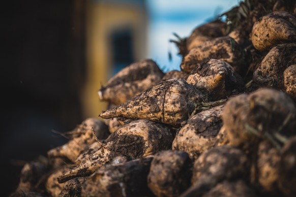 epa09512750 A view of freshly harvested sugar beets stored in a large pile in a field in the Wetterau region, near Frankfurt am Main, Germany, 08 October 2021. The Wetterau region is known for its fer ...