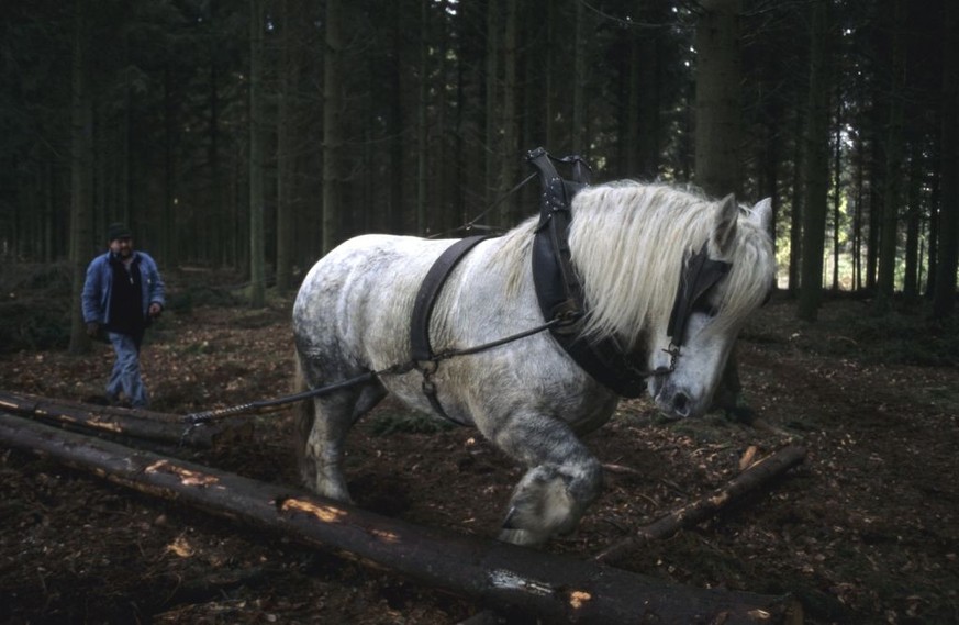 Un trafic de chevaux de trait entre la France et la Roumanie a été démantelé. (image d&#039;archives)