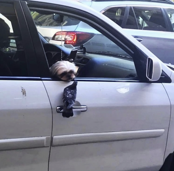 Cute News: Hund trifft Taube