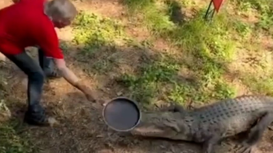 Il repousse un crocodile à grands coups de poêle sur le museau