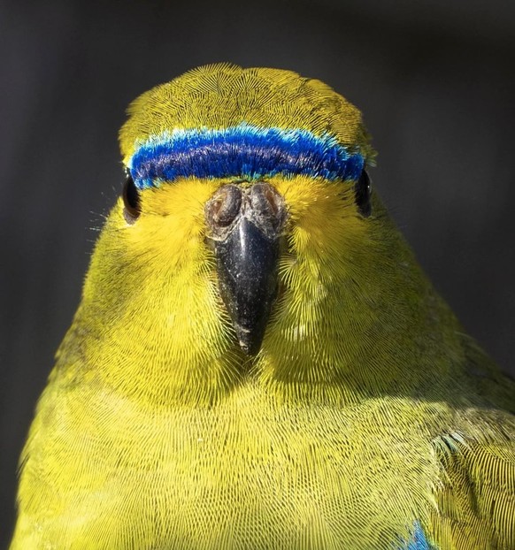 cute news tier vogel

https://www.reddit.com/r/Birdsfacingforward/comments/1qzgvco/he_looks_like_he_teaches_aerobics/