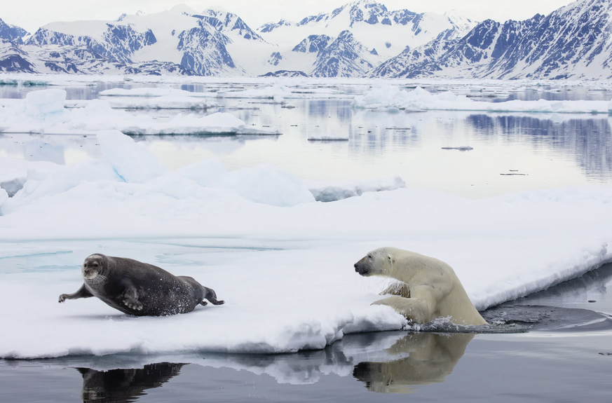 Un ours polaire qui chasse une proie.