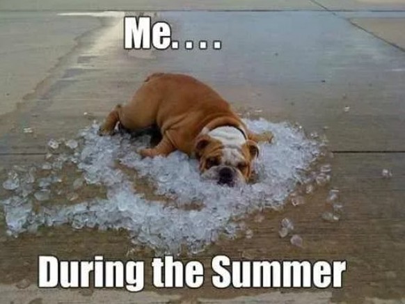Memes zum Sommer und zur Hitze. Es wird heiss, heiss, heiss!