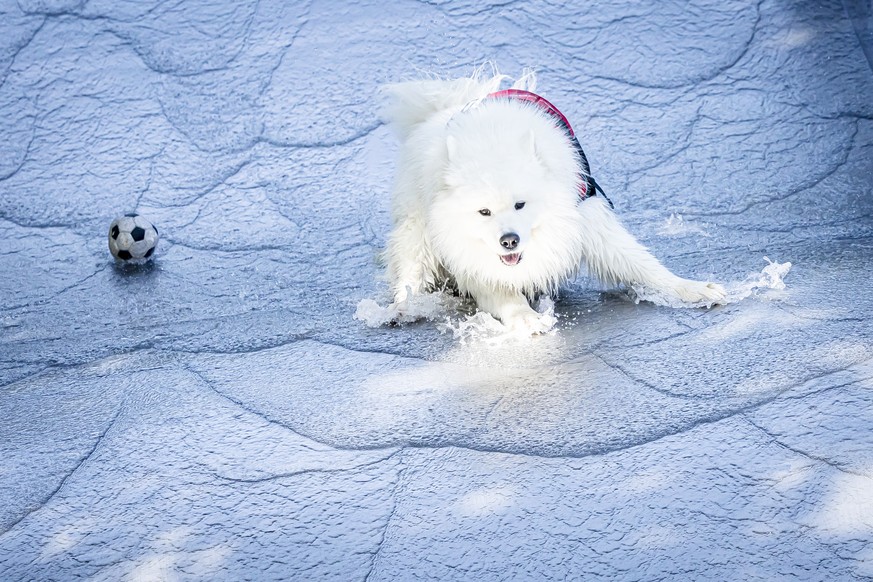 A dog plays on the water slide on the season's last day at the Toess public outdoor pool in Winterthur, Canton of Zurich, Switzerland on Sunday, September 20, 2026. The Toess public outdoor pool  ...
