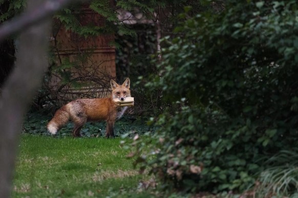 cute news animal tier fuchs

https://www.reddit.com/r/AnimalsBeingJerks/comments/tyxqv0/tried_to_find_a_fox_with_a_cub_but_hey_thats_my/