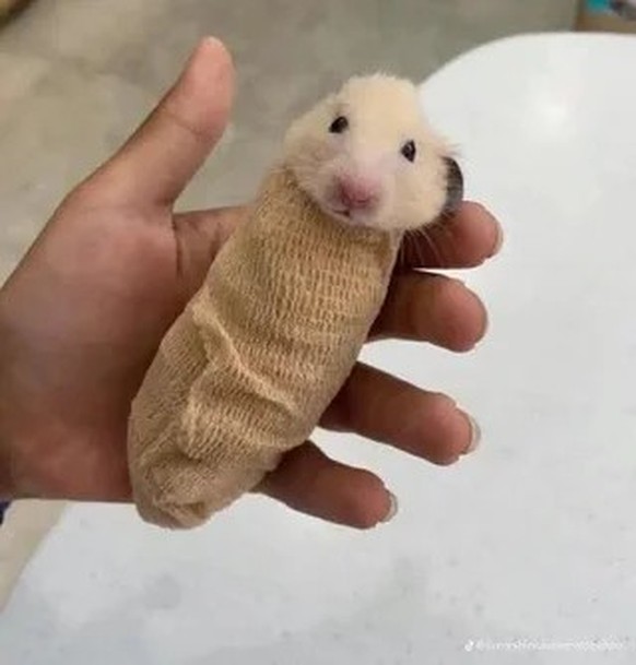 cute news tier 

https://www.reddit.com/r/Damnthatsinteresting/comments/1kbzx09/some_of_my_favorite_images_of_animals_getting_ct/#lightbox