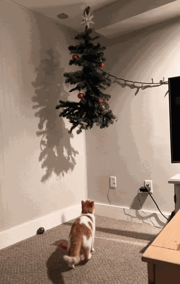 GIF animé
