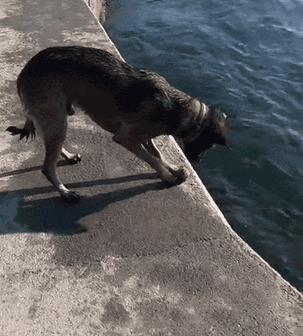 GIF animé