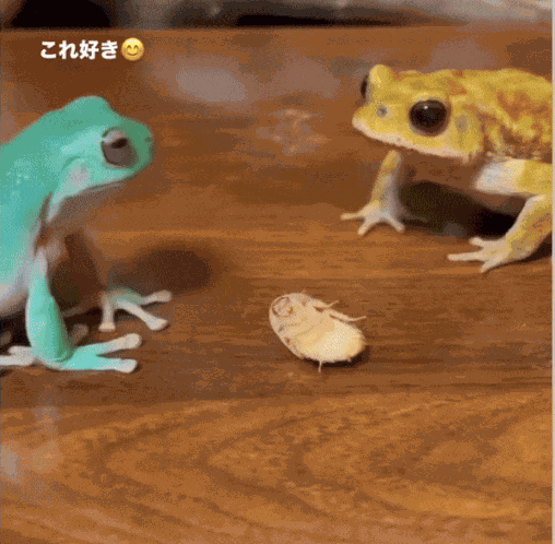 GIF animé