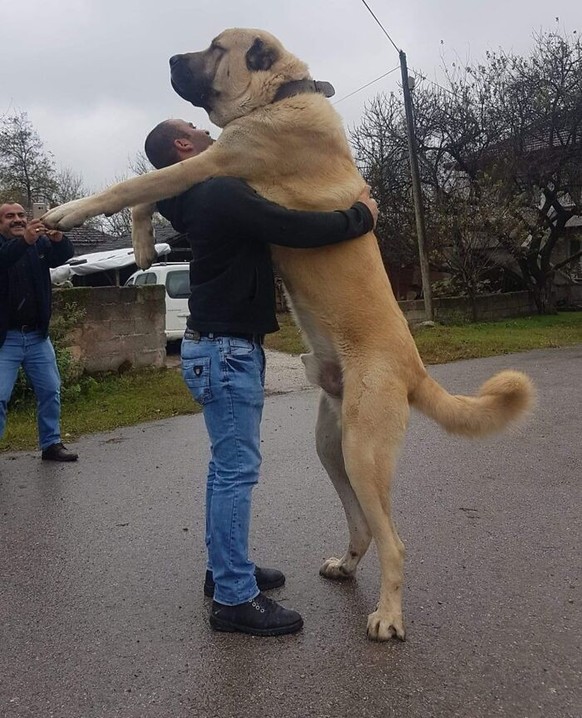 cute news animal tier hund dog

https://www.boredpanda.com/giant-dog-breeds/?utm_source=google&amp;amp;utm_medium=organic&amp;amp;utm_campaign=organic