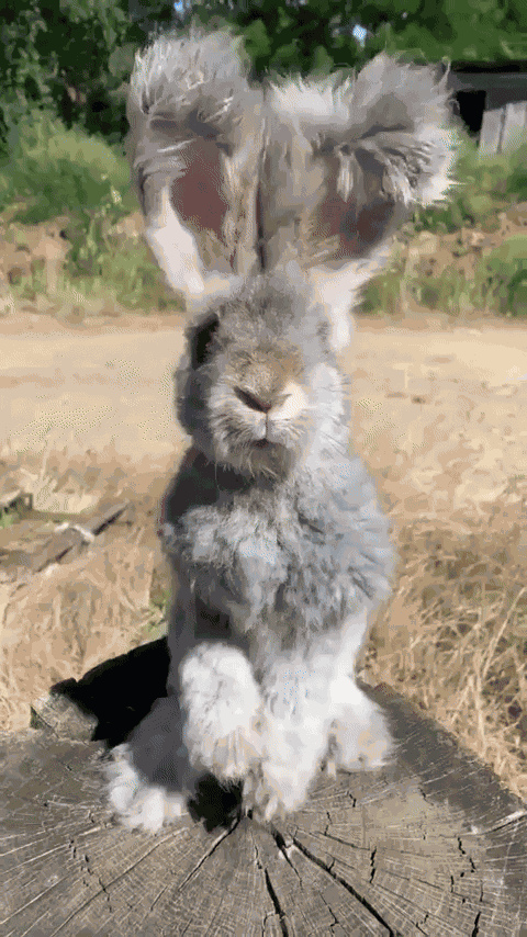 GIF animé
