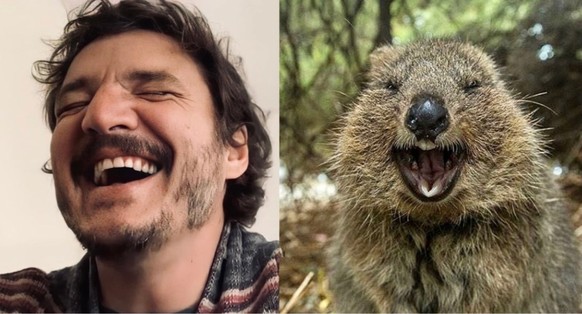 pedro pascal als quokka

https://twitter.com/Pandamoanimum/status/1687031904015458304