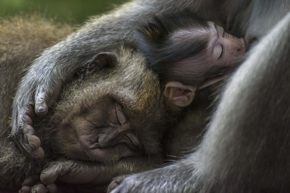 World Nature Photography Awards 2021: Animal Portraits, 1. Platz, Tom Vierus, Fidji. long-tailed macaques, Bali, Indonesia.
