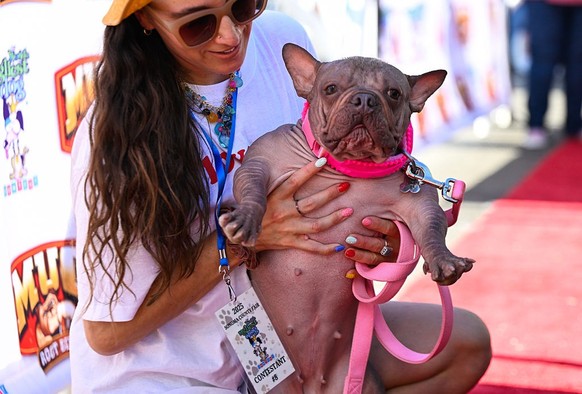 SONOMA COUNTY, CALIFORNIA - AUG 8: Petunia was crowned as the winner of the 2025 &#039;World&#039;s Ugliest Dog&#039; contest with her owner Shannon Nyman by her side and was awarded $5,000 on August  ...