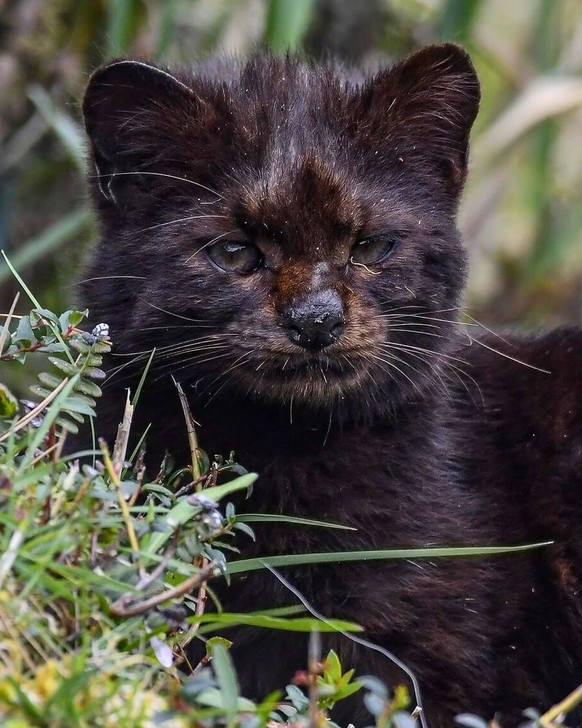 cute news tier chilenische wildkatze kodkod

https://www.instagram.com/p/C_4qN7gsE_Q/?img_index=6
