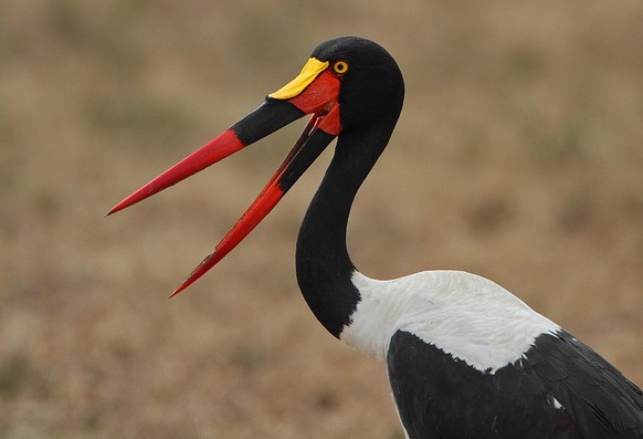 cute news tier vogel sattelstorch