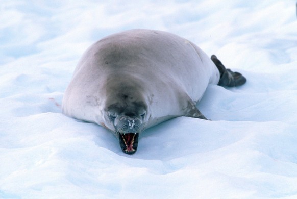 Crabeater Seal, Antarctica Lobodon carcinophagus, Krabbenfresser, Antarktis, Säugetiere, mammals, animals, Raubtiere, beasts of prey, Robben, seals, außen, outdoor, Eis, ice, Querformat, horizontal, a ...