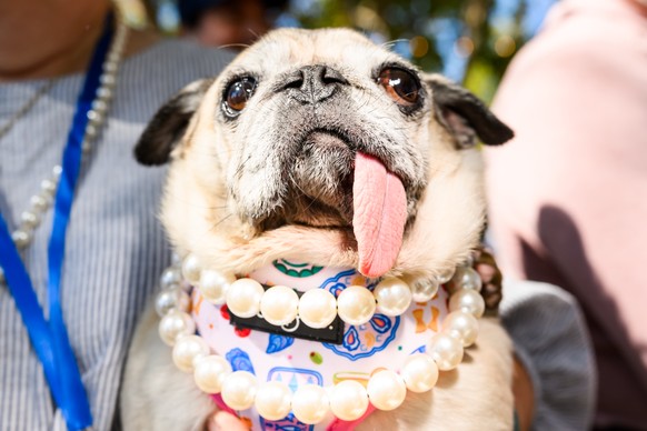 Jinny Lu, a pug rescue, prepares to compete in the World's Ugliest Dog Contest at the Sonoma County Fair in Santa Rosa, Calif., on Friday, Aug. 14, 2026. She went on to win first place. (AP Photo ...