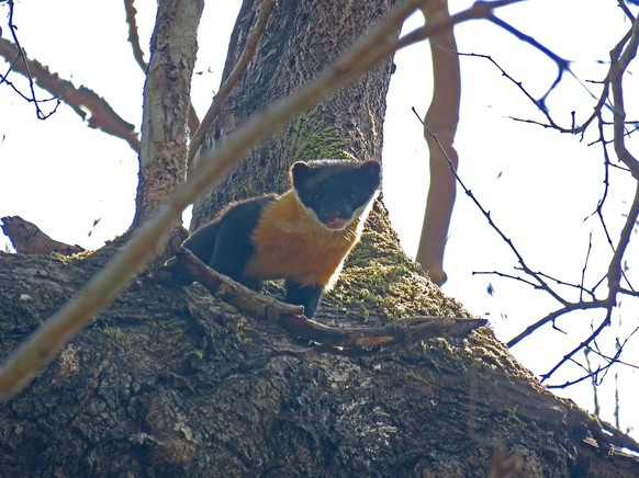 cute news tier 

https://animalia.bio/nilgiri-marten