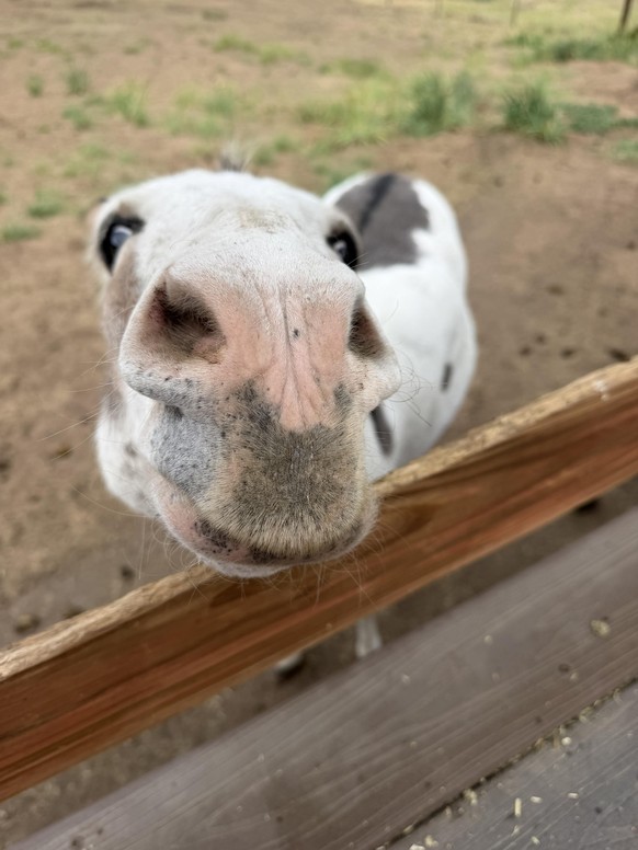 cute news tier esel

https://www.reddit.com/r/Donkeys/comments/1v6qnlw/met_this_lovely_lady_man_today/