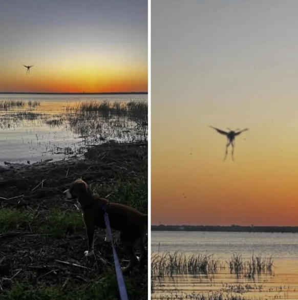 Verwirrende Bilder, die du zweimal anschauen musst, um sie zu verstehen