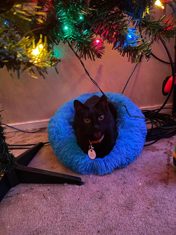 cute news tier katze

https://www.reddit.com/r/ChristmasCats/comments/1pfj32d/funny_story/