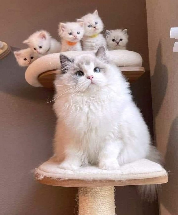 cute news tier katze mit babys

https://www.reddit.com/r/CatsBeingCats/comments/1437kdg/mumma_with_babies/