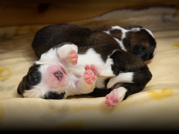 a Fondation Barry accueille onze chiots Saint-Bernard, visibles dès décembre ou déjà via webcam en octobre 2025.