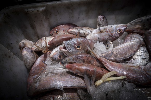 Freshly-caught red snapper fish caught off the coast of Gambia are offloaded from a fishing vessel in the port of Banjul, Gambia, on March 26, 2025. (AP Photo/Grace Ekpu)
Ocean-Fisheries-The Fishing W ...