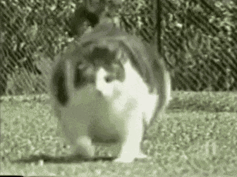 GIF animé