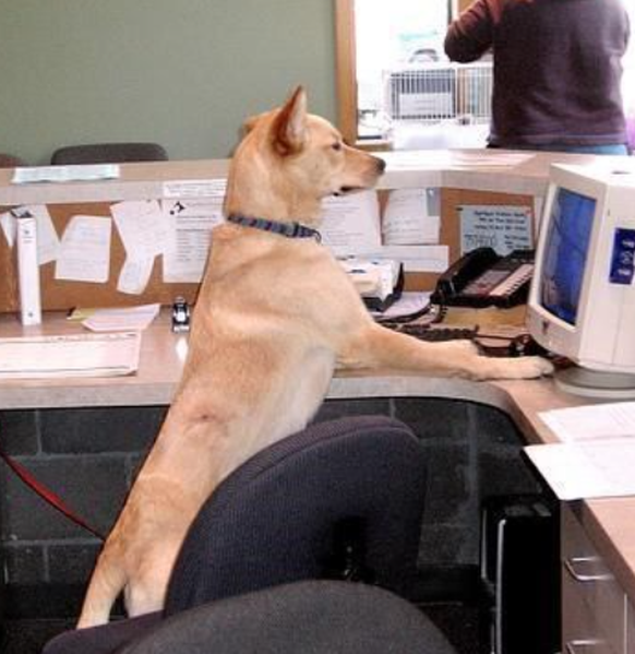 Lustiger Hund bei der Arbeit