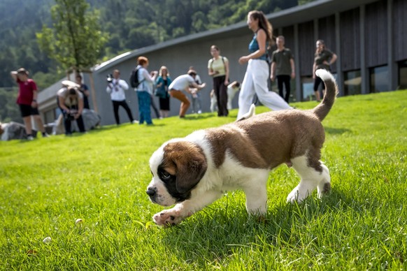 A Saint Bernard puppy dog walks on the grass during a press visit ahead of the inauguration of the Barryland museum and parc in Martigny, in the Swiss Alps, on June 26, 2025. The Barry Foundation is o ...