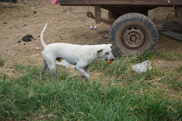 cute news animal tier hund dog