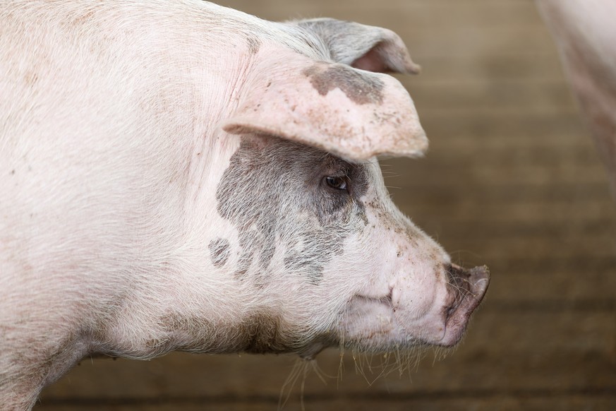 Un cochon dans une porcherie avant de la conference de presse pour l&#039;inscription du Jambon de la Borne et du Boutefas au registre des AOP (appellation d&#039;origine protegee) ce lundi, 7 juin 20 ...