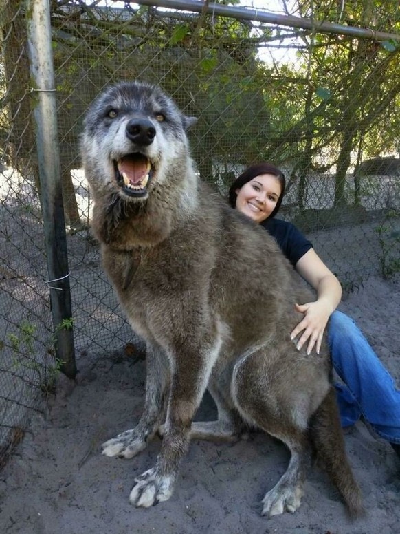 cute news animal tier hund dog

https://www.boredpanda.com/giant-dog-breeds/?utm_source=google&amp;amp;utm_medium=organic&amp;amp;utm_campaign=organic