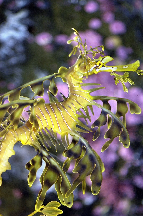 April 24, 2004: leafy sea dragon, Phycodurus eques, Kangaroo Island, South Australia&amp;amp; xA KIKE CALVO - V&amp;amp;W. - ZUMAc94_ 20040424_zap_c94_003 Copyright: xKikexCalvox