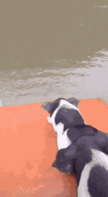 GIF animé