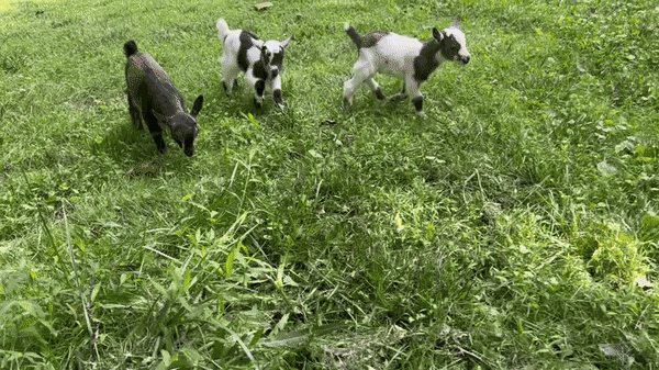 GIF animé