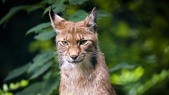 Un lynx capturé illégalement à Fribourg a été relâché