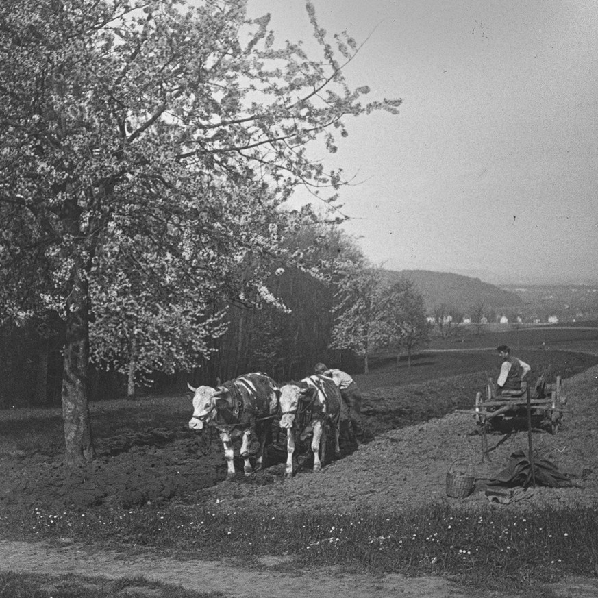 Bœufs attelés à une charrue lors de travaux des champs sous un cerisier en fleurs, vers 1915.