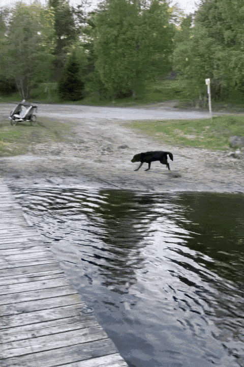 GIF animé