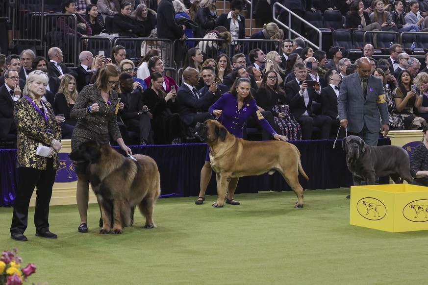 epa11889564 Dogs line up with their handlers before judging in the Working Group during the 149th Annual Westminster Kennel Club Dog Show at Madison Square Garden in New York, New York, USA, 11 Februa ...
