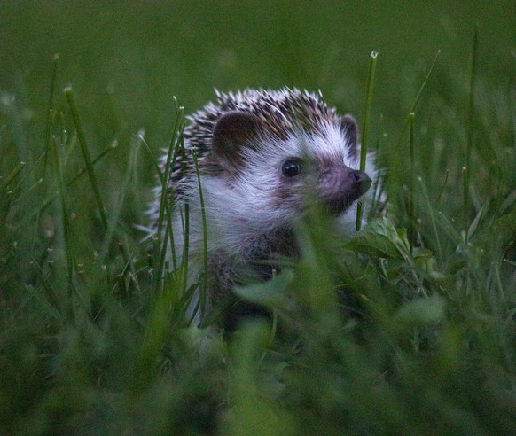 cute news animal tier igel

https://www.reddit.com/r/Hedgehog/comments/v7am82/this_is_my_new_hedgie_captain_price/